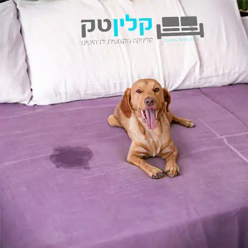 כלב השתין על המיטה